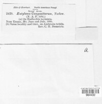 Entyloma compositarum image